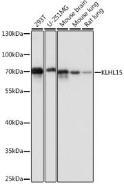 KLHL15 Rabbit pAb
