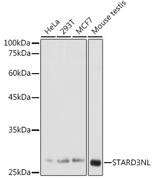 STARD3NL Rabbit pAb