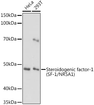 Steroidogenic factor-1 (SF-1/NR5A1) Rabbit pAb