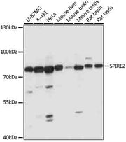 SPIRE2 Rabbit pAb