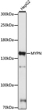 MYPN Rabbit pAb