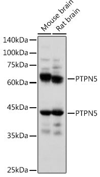PTPN5 Rabbit pAb