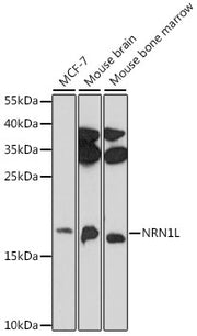 NRN1L Rabbit pAb