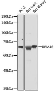 RBM46 Rabbit pAb