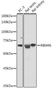 RBM46 Rabbit pAb