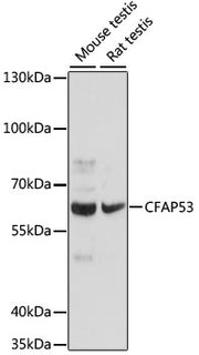 CFAP53 Rabbit pAb