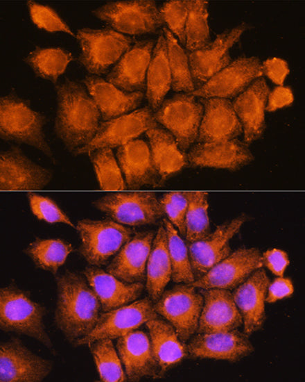 CFAP53 Rabbit pAb