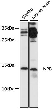 NPB Rabbit pAb