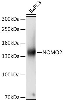 NOMO2 Rabbit pAb
