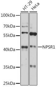 NPSR1 Rabbit pAb