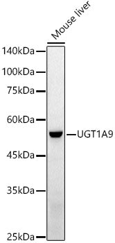 UGT1A9 Rabbit pAb