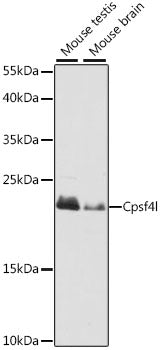 Cpsf4l Rabbit pAb
