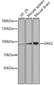[KO Validated] GRK2 Rabbit pAb