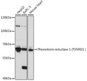 Human Thioredoxin Reductase 1/TRXR1 Rabbit pAb