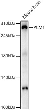 PCM1 Rabbit pAb