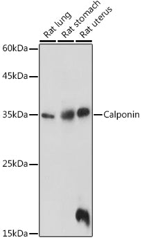 Calponin Rabbit pAb