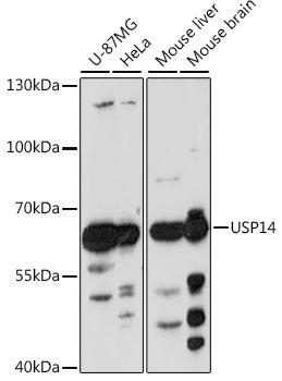 USP14 Rabbit pAb