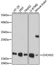 [KO Validated] CHCHD2 Rabbit pAb
