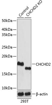 [KO Validated] CHCHD2 Rabbit pAb