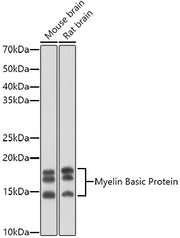 Myelin Basic Protein Rabbit pAb