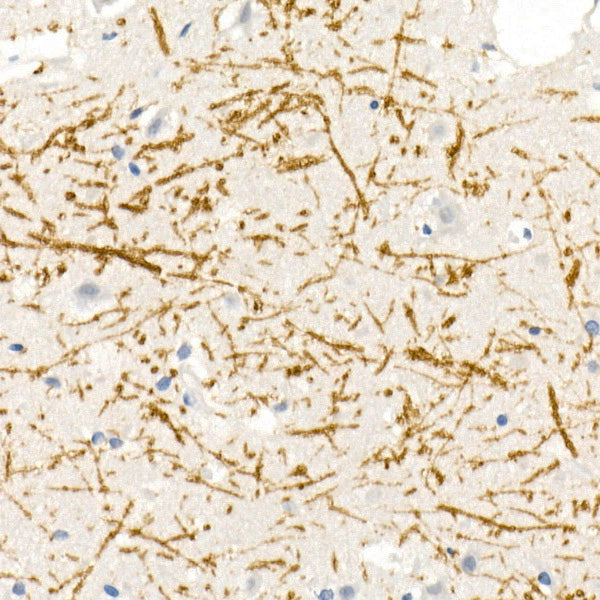 Myelin Basic Protein Rabbit pAb