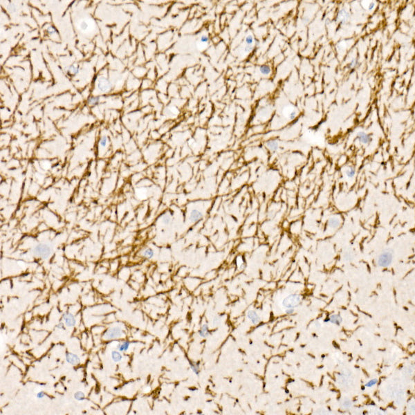 Myelin Basic Protein Rabbit pAb