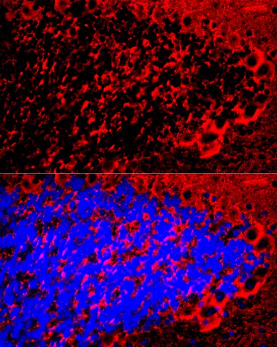 Myelin Basic Protein Rabbit pAb