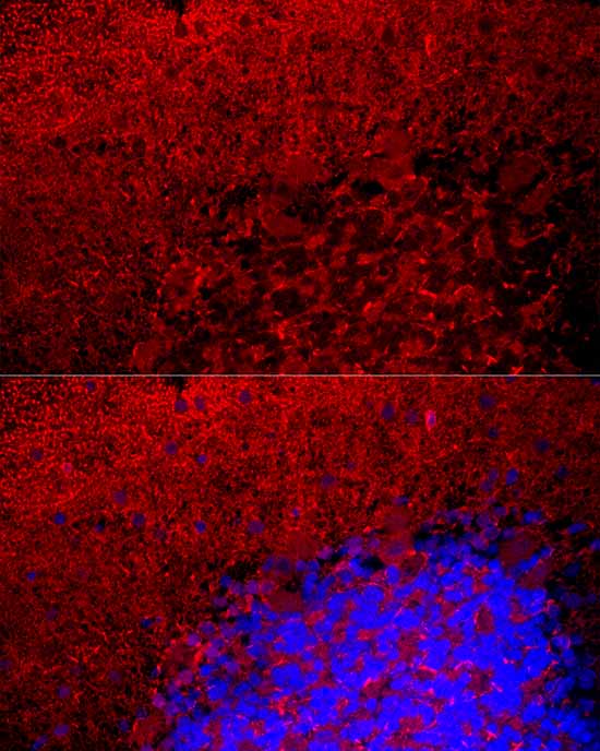 Myelin Basic Protein Rabbit pAb