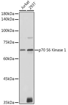 p70 S6 Kinase 1 Rabbit pAb