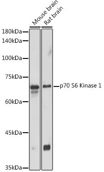 p70 S6 Kinase 1 Rabbit pAb