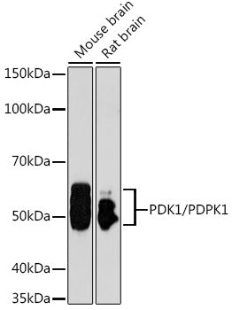 [KO Validated] PDK1/PDPK1 Rabbit pAb