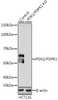 [KO Validated] PDK1/PDPK1 Rabbit pAb