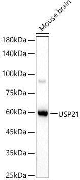 USP21 Rabbit pAb