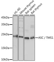 ASC/TMS1 Rabbit pAb