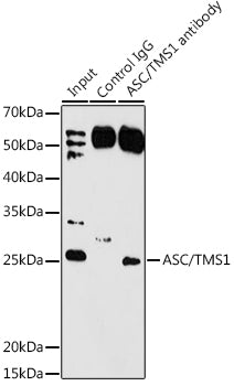 ASC/TMS1 Rabbit pAb