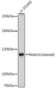 Notch1 Rabbit pAb