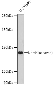 Notch1 Rabbit pAb