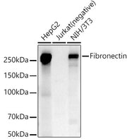 Fibronectin Rabbit pAb