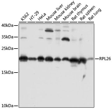 RPL26 Rabbit pAb