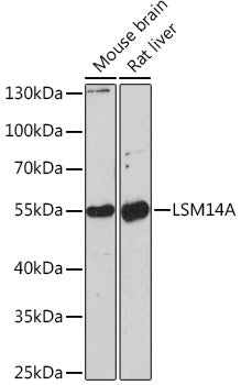 LSM14A Rabbit pAb