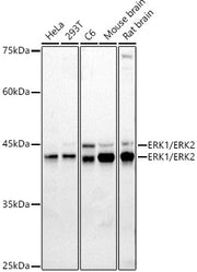 ERK1 / ERK2 Rabbit pAb