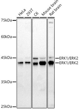 ERK1 / ERK2 Rabbit pAb