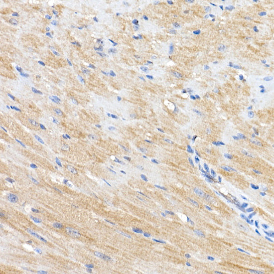 ERK1 / ERK2 Rabbit pAb
