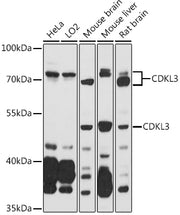 CDKL3 Rabbit pAb