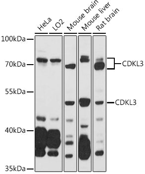 CDKL3 Rabbit pAb