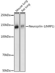 Neuropilin-1 (NRP1) Rabbit pAb