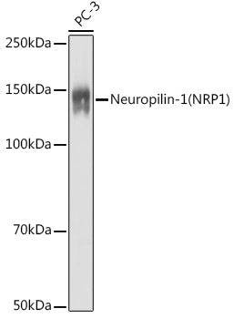 Neuropilin-1 (NRP1) Rabbit pAb