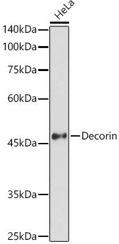 Decorin Rabbit pAb