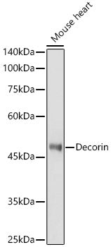 Decorin Rabbit pAb