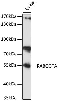 RABGGTA Rabbit pAb
